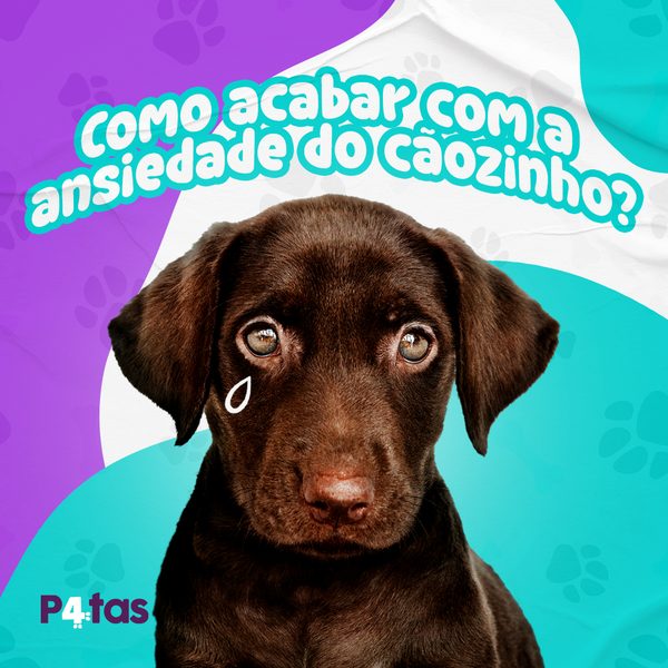 Post 4 de 4 Patas