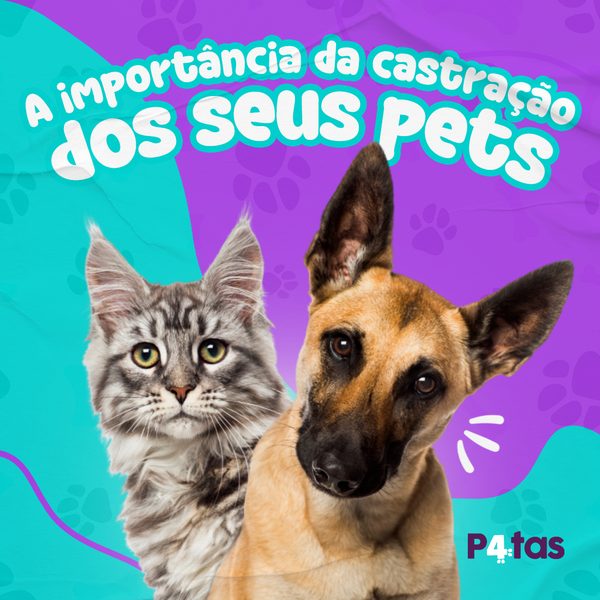 Post 7 de 4 Patas